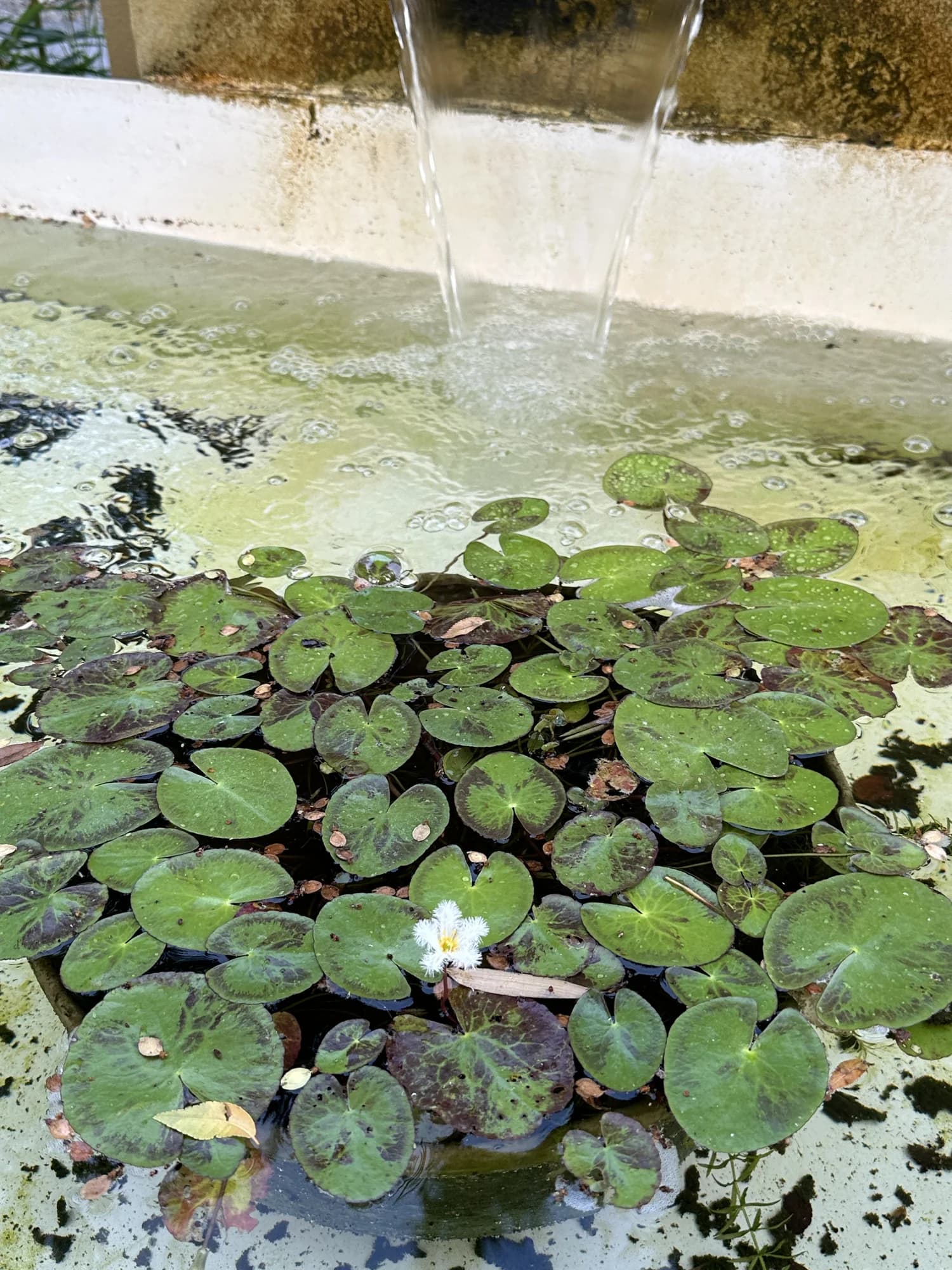 野之光庭園水景中的睡蓮與流水