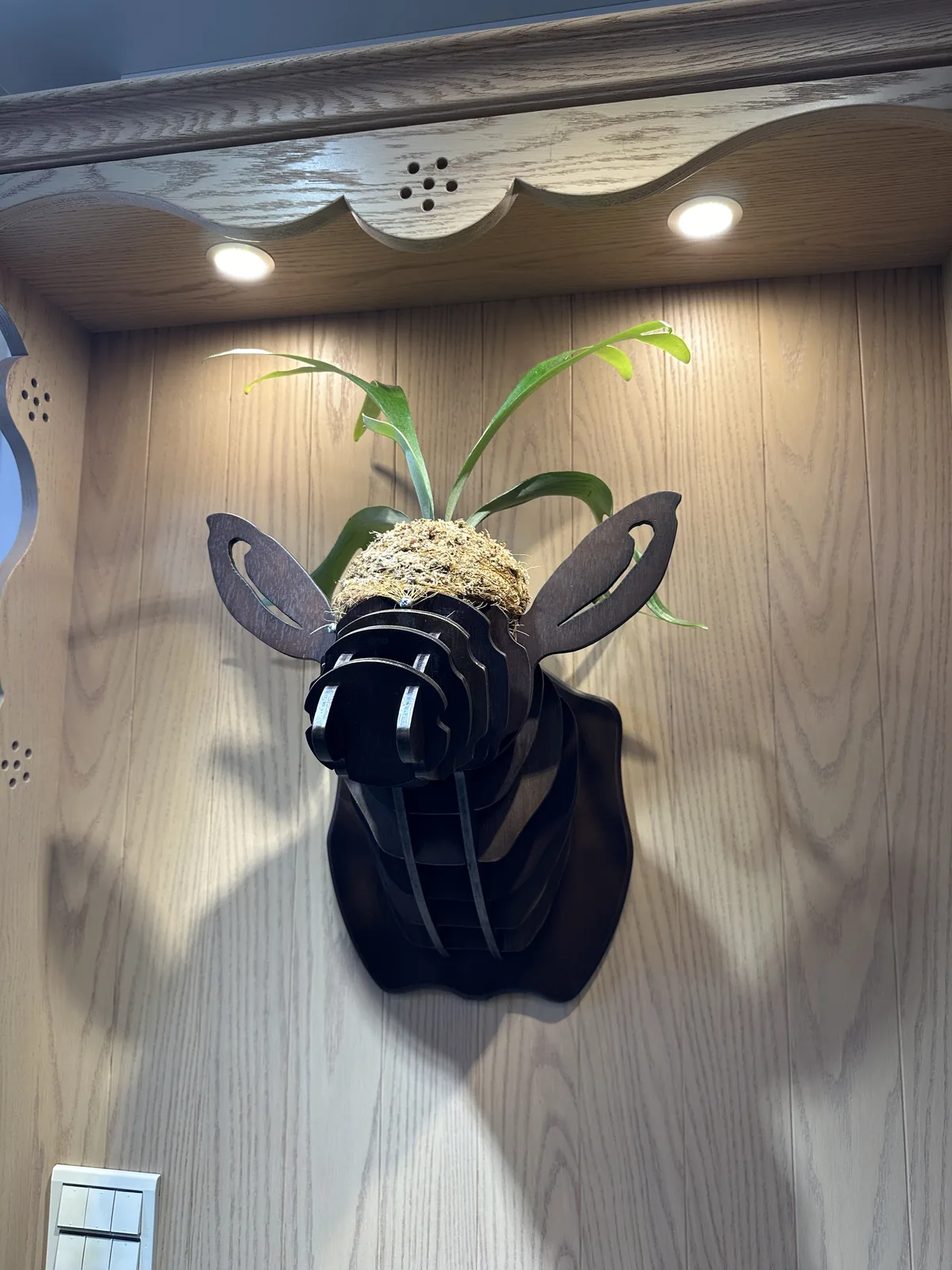 完成植栽配置的鹿角蕨鹿頭造型木作壁飾
