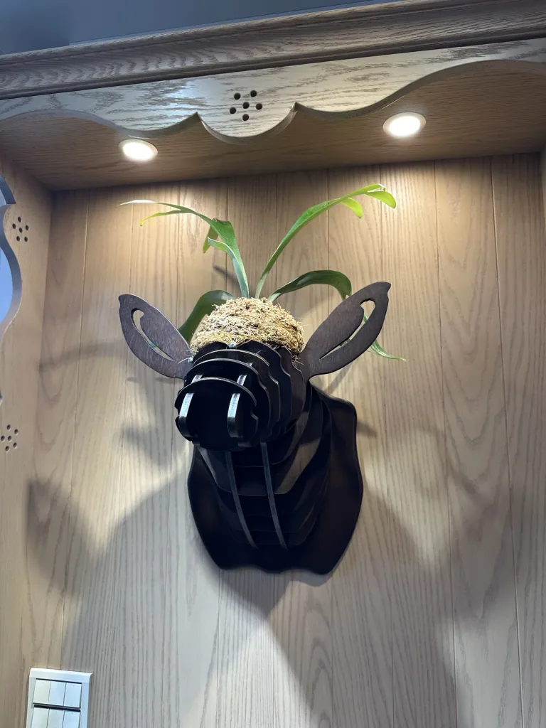 完成植栽配置的鹿角蕨鹿頭造型木作壁飾